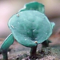 Image - photo of Blue Stain or Green Stain (cup mushroom) (Chlorociboria aeruginascens)