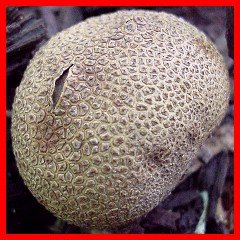 Image - Photo of the poisonous Pigskin Poison Puffball (Scleroderma citrinum)