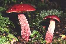 Mushrooms of Northeastern North America: Sample Descriptions and Photos