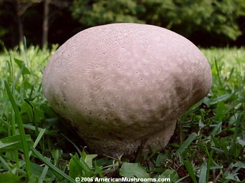 Image - Photo of the edible Purple-spored Puffball
		(Calvatia cyathiformis)