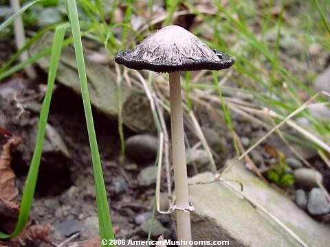 Image - Photo of the edible Shaggy Mane mushroom (Coprinus comatus)