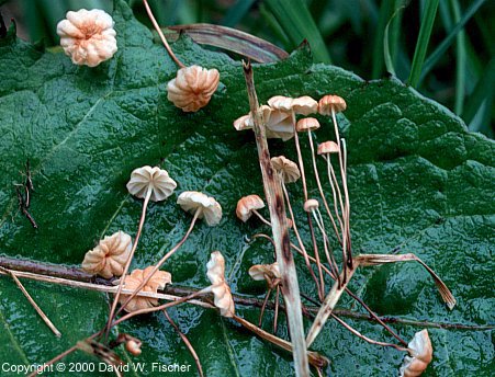Image - photo of the Grassblade Marasmius mushroom (Marasmius graminum)