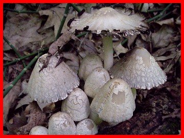 Image - Photo of the poisonous Scaly Inky Cap mushroom (Coprinus variegatus)