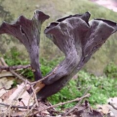 Image - Photo of the edible Black Trumpet mushroom (Craterellus fallax)