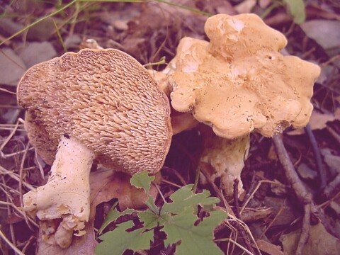 Image - Photo of the edible Sweet Tooth mushroom (Hydnum repandum)