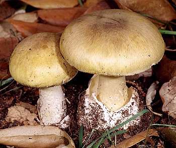 Image - Photo of the deadly poisonous Death Cap mushroom (Amanita phalloides)