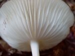 Illustration: photo of a mushroom's gills