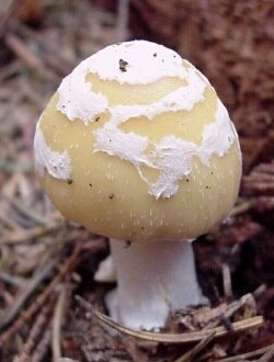 Image - Photo of the Gemmed Amanita mushroom (Amanita gemmata)