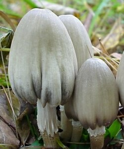 Image - photo of the Alcohol Inky or Tippler's Bane mushroom (Coprinus atramentarius)