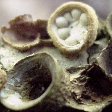 Image - photo of White-egg Bird's Nest mushroom (Crucibulum laeve)