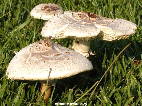 Image - photo of the Green-spored Lepiota mushroom (Chlorophyllum molybdites)