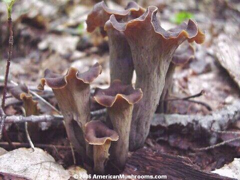 Image - Photo of the edible Horn of Plenty mushroom (Craterellus cornucopioides)