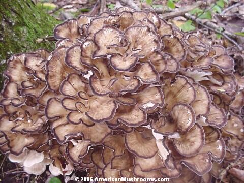 image - photo of the Hen of the Woods, Sheepshead, or Maitake mushroom (Grifola frondosa)