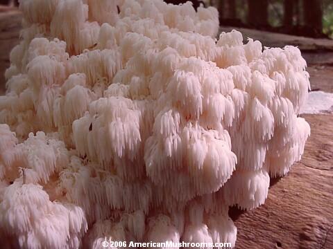 Image - Photo of Bear's-head Tooth mushroom (Hericium americanum)