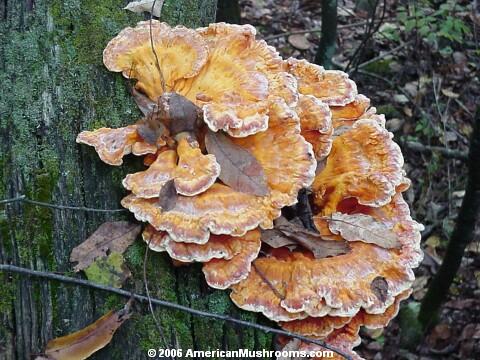 Image - Photo of the Sulphur Shelf or Chicken Mushroom (Laetiporus sulphureus)