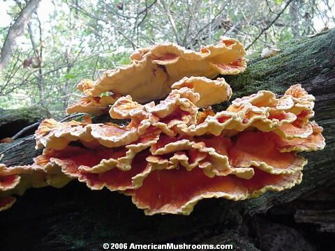 Image - Photo of the Sulphur Shelf or Chicken Mushroom (Laetiporus sulphureus)