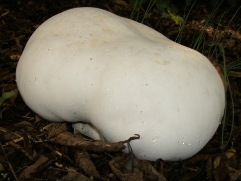 Image - Photo of the edible Giant Puffball (Langermannia gigantea)