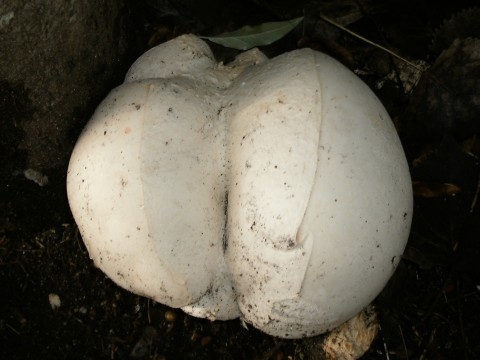 Image - Photo of the edible Giant Puffball (Langermannia gigantea)