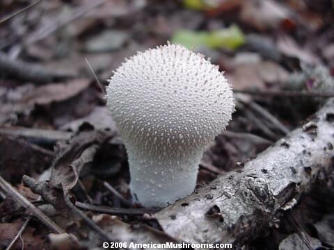 Image - Photo of the edible Gem-studded Puffball (Lycoperdon perlatum)