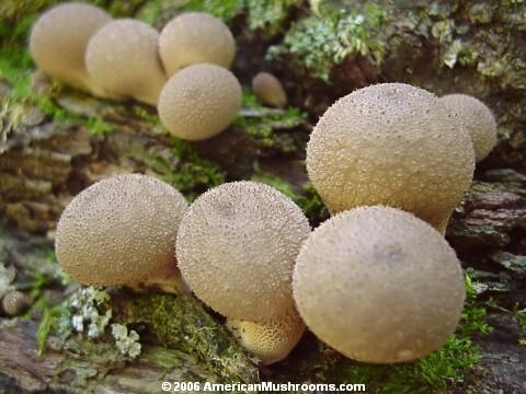 Image - Photo of the edible Pear-shaped Puffball (Lycoperdon pyriforme)