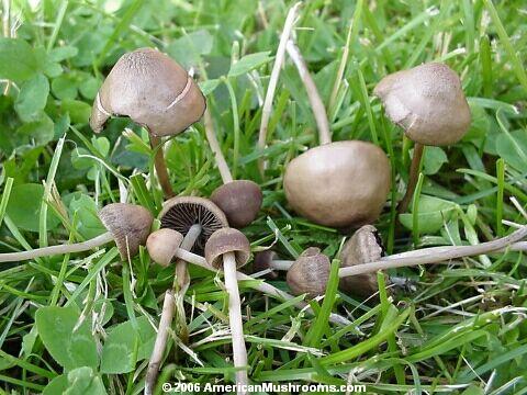 AmericanMushrooms.com: Lawn-mower's Mushroom (Panaeolus ...