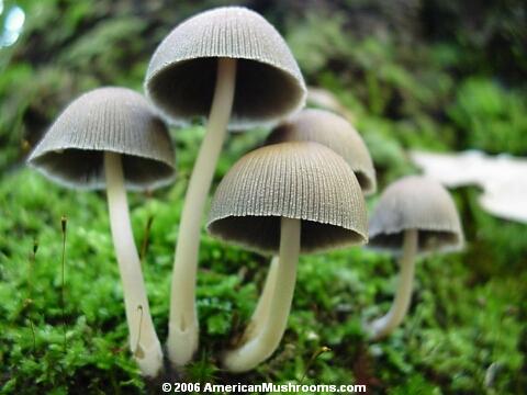 Common Psathyrella (Psathyrella candolleana)